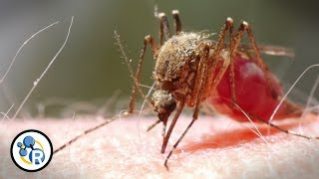 Zika, Mosquitoes and How to Not Get Bitten image