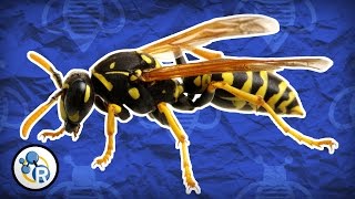 Why Do Wasps Attack? - Reactions Q&A image