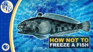 Why Don't Antarctic Fish Freeze to Death? image