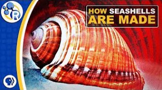 How Seashells Are Made image