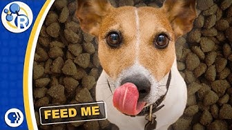 Why Dog Food STINKS! image