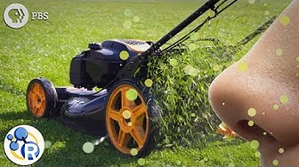 What the Smell of Freshly Cut Grass Really Means... image