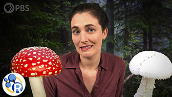 Which of These Mushrooms Could Kill You? image