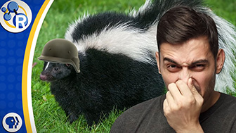 How to Get Rid of Skunk Smell image