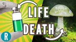 An antidote for deadly mushrooms? image