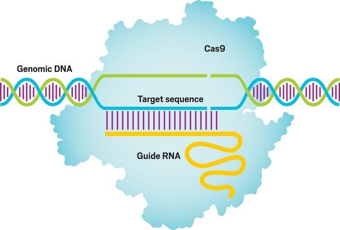 CRISPR gene editing is derived from a primordial immune system in bacteria called clustered regularly interspaced short palindromic repeats. The synthetic guide RNA created by Charpentier and Doudna, which is complementary to a target DNA sequence, directs the Cas9 enzyme (light blue) to a specified location for DNA cutting. Some applications require an additional DNA template (not shown) to fill in the cut.