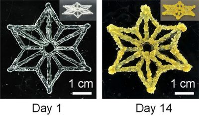One photo shows a snowflake shape made of clear colorless gel. The second photo shows the same shape with fatter, yellow lines. Both snowflakes are larger than 1-centimeter-wide scale bars.