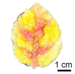 A leaf-shaped material is mostly yellow but has red-colored veins